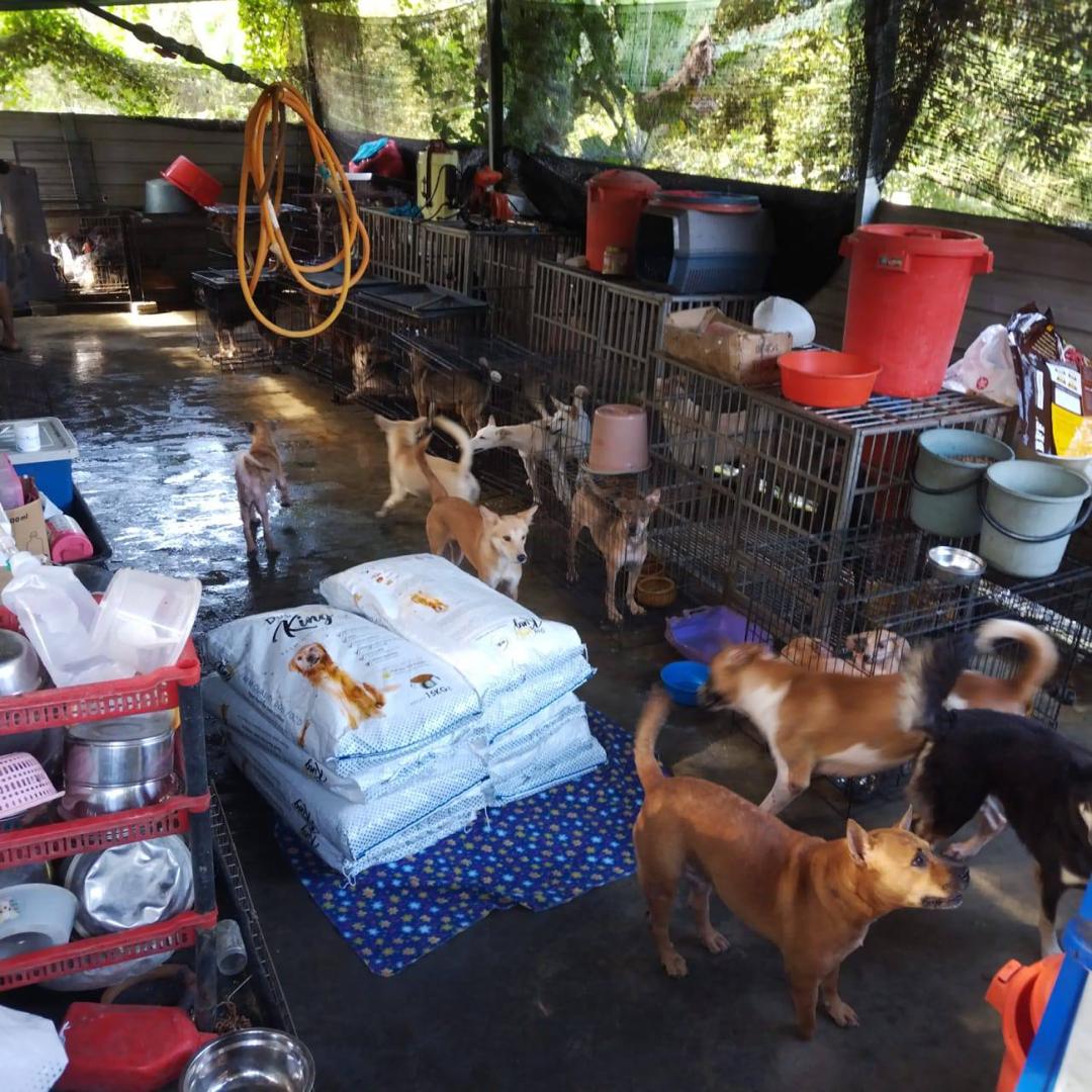 Shelter Food Drive